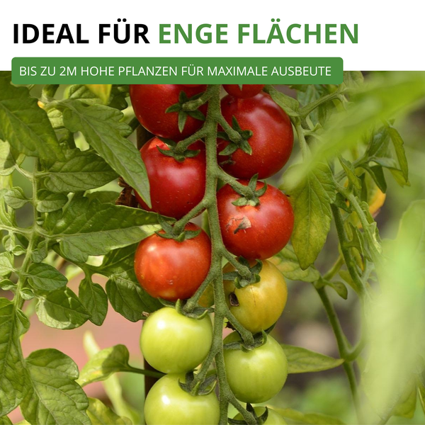 Tomatenpflanze mit Tomaten an der Rispe. Text: Ideal für enge Flächen. Bis zu zwei Meter hohe Pflanzen für maximale Ausbeute.