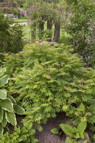 Sorbaria sorbifolia 'Sem', Fiederspiere, buntes Laub, 30–40 cm