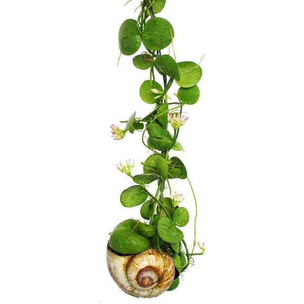 Snaily - Die Schneckenhauspflanze - Dischidia pectenoides - im Acrylglas-Zylinder
