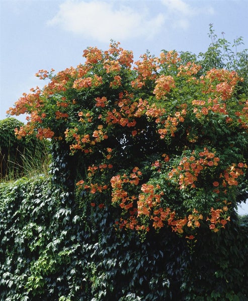 Campsis tagliabuana 'Madame Galen', Trompetenblume, orange-rot, 60–100 cm