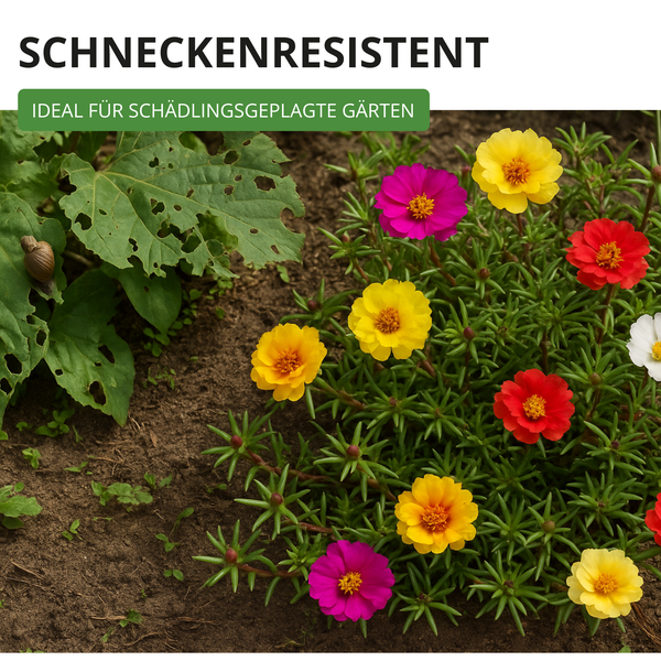 Schneckenresistente Portulakröschen im Garten neben einem von Schnecken zerfressenen Blatt. Ideal für schädlingsgeplagte Gärten.