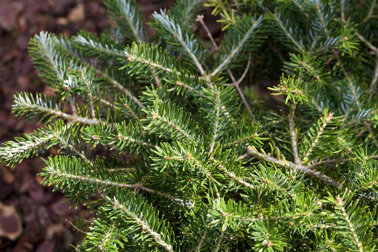 Abies balsamea 'Piccolo', Balsamtanne, kompakt, 20–25 cm