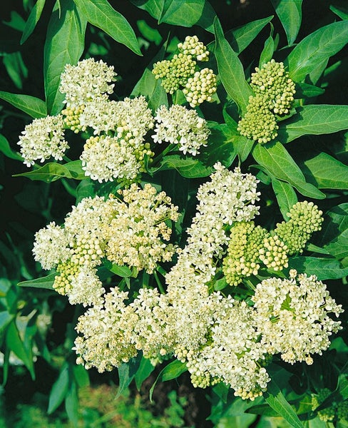 Asclepias incarnata 'Ice Ballet', Seidenpflanze, weiß, ca. 9x9 cm Topf