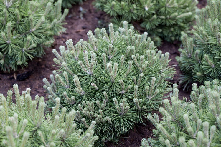 Pinus mugo 'Mops', Bergkiefer, kompakt, 15–20 cm