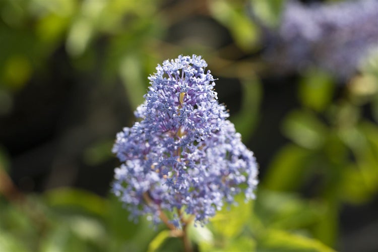 Nahaufnahme einer blühenden Säckelblume