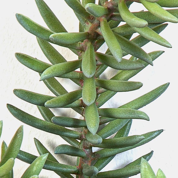 Künstlicher Zweig Sedum reflexum FEITE, Steckstab, grün, 40cm - Kunst Sukkulente