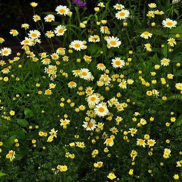 Nahaufnahme von Margeriten im Gartenbeet