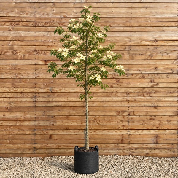 Blühender Blumenhartriegel als Hochstamm im schwarzen Pflanzgefäß vor einer Holzfassade
