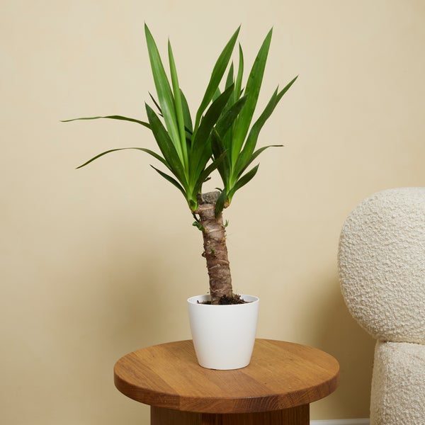 Bloomique - 2er Set - Yucca Elephantipes - Yucca Palme - Palmlilie - Zimmerpflanzen - Pflegeleicht - Luftreinigend - Höhe 30-40 cm - Topf 12 cm