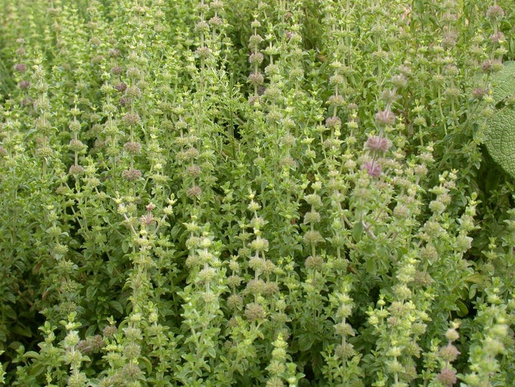 Mentha pulegium, Polei-Minze, aromatisch, ca. 9x9 cm Topf