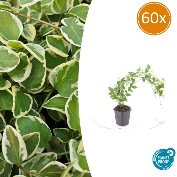 60 Stück Immergrün Vinca major Variegata im Topf, grüne Blätter mit hellem Rand, On the way to Planet Proof Siegel.