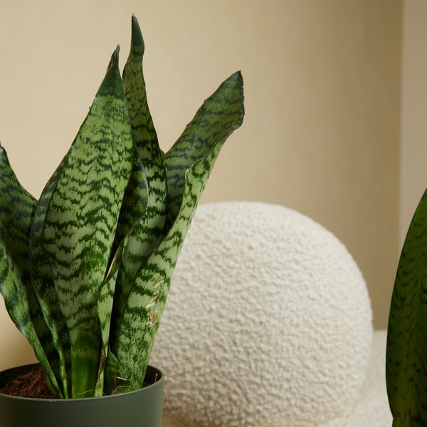 Bloomique - 2er Set - Sansevieria Zeylanica - Bogenhanf - Sukkulenten - Zimmerpflanzen - Sehr Pflegeleicht - Höhe 30-40 cm - Topf 12 cm