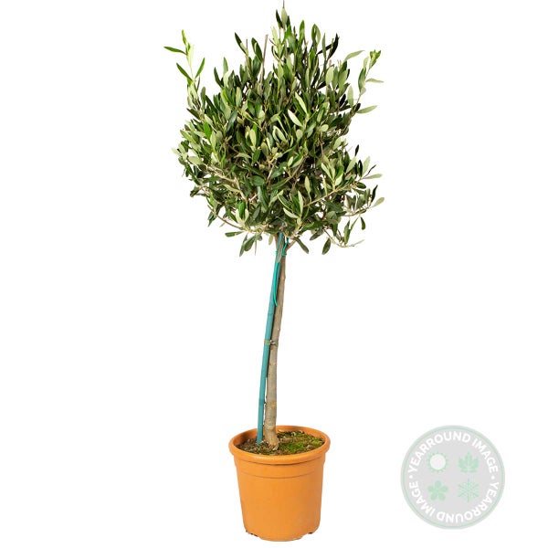 Bloomique - Olea Europaea - Olivenbaum Echt - Gartenpflanzen Winterhart - Höhe 80-90 cm - Topf 19 cm