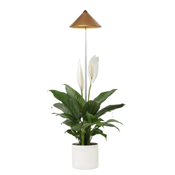 Parus by Venso SUNLiTE 7W LED Vollspektrum Pflanzenlampe Kupfer, Indoor Plants Pflanzen Beleuchtung, mit ausziehbarem Teleskopstab, Parus Pflanzenlampe für kleine und mittelgroße Zimmerpflanzen