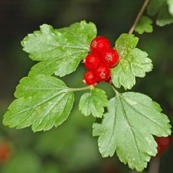 Rote Johannisbeere mit Blättern