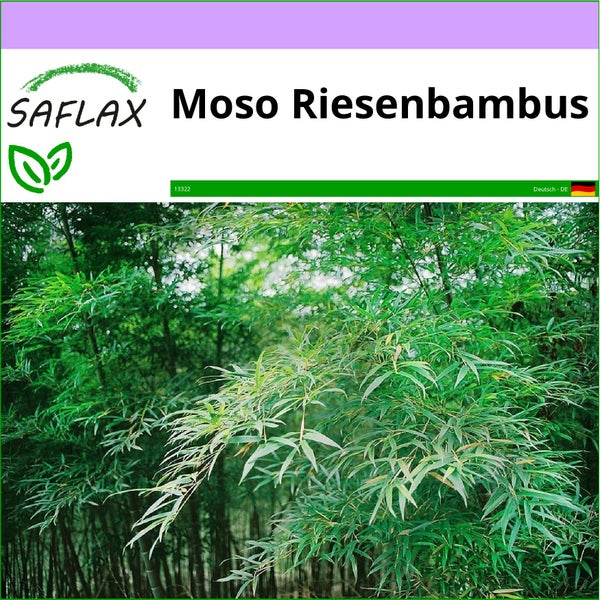 SAFLAX  - Moso Riesenbambus - Phyllostachys pubescens - 20 Samen