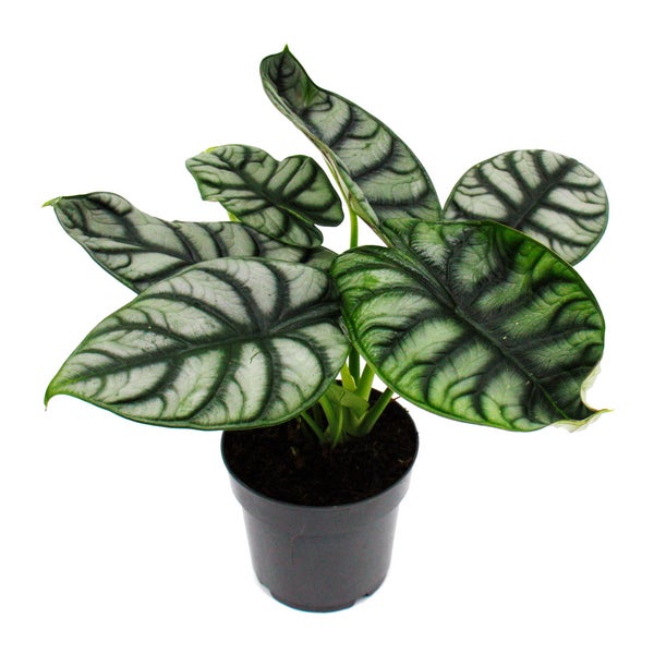Alocasia baginda Silver Dragon Tropenwurz Alokasie Silbernes Drachenschuppen-Pfeilblatt 12cm Topf
