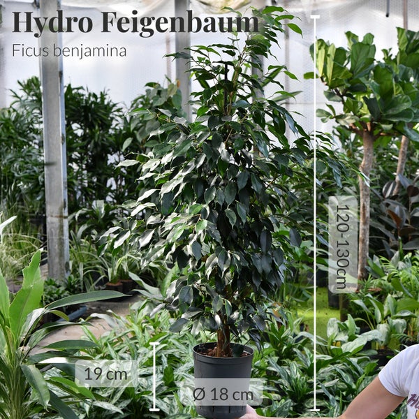 Hydro Feigenbaum Ficus benjamina, Höhe circa 120 bis 130 cm, Topf circa 18 cm Durchmesser