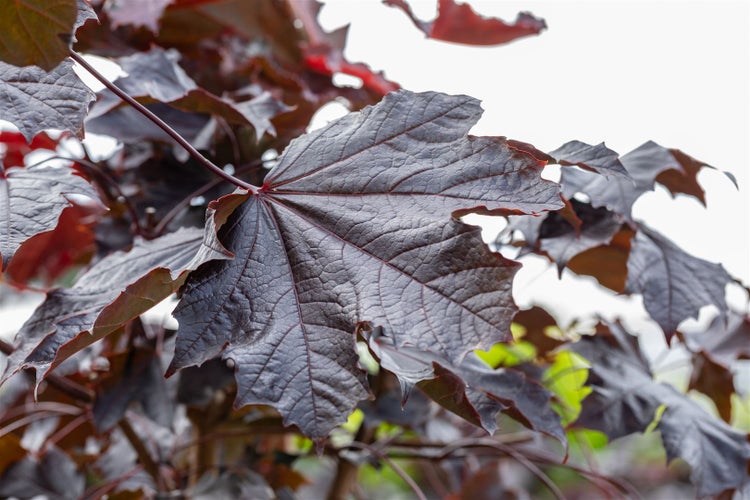 Acer platanoides 'Crimson Sentry', Spitzahorn, rotlaubig, 125 cm Stammhöhe