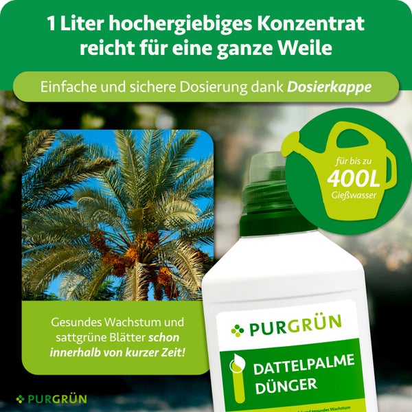 Purgrün Dattelpalme Dünger, 1 Liter Konzentrat für 400 Liter Gießwasser, mit Dosierkappe und Bild einer Dattelpalme.