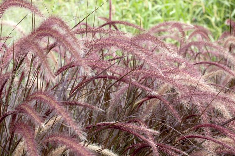 Pennisetum setaceum 'Rubrum', Lampenputzergras, rot, 2 Liter Container