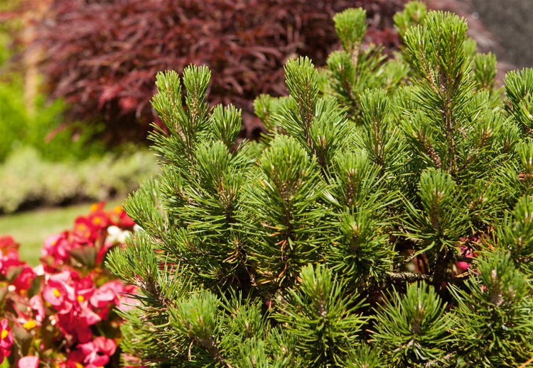 Pinus mugo 'Mops', Bergkiefer, kompakt, 15–20 cm