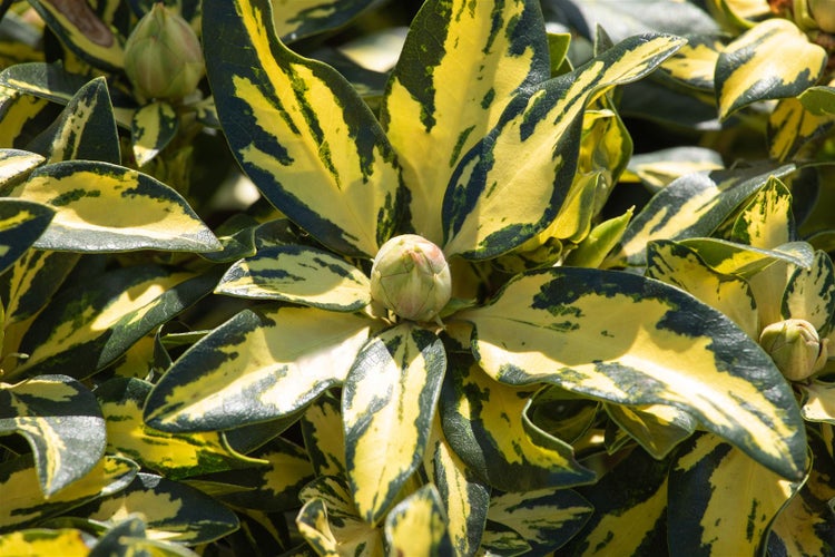 Rhododendron Hybr. 'Blattgold', Rhododendron, gelbgrün, 30–40 cm