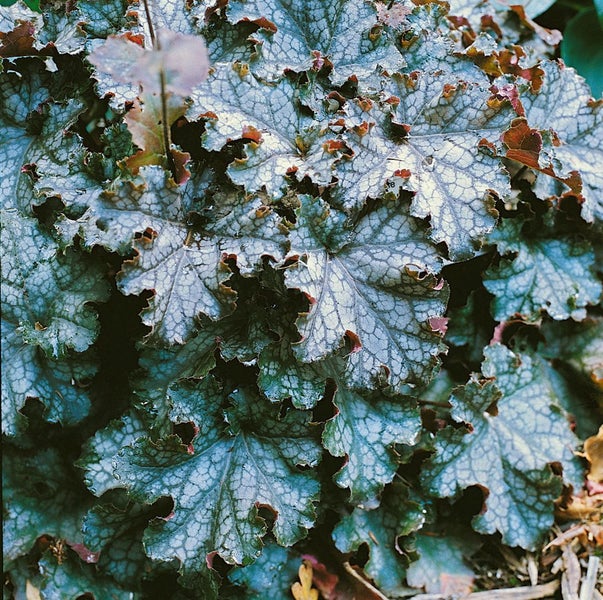 Heuchera micrantha 'Can Can', Purpurglöckchen, silbrig, ca. 11x11 cm Topf
