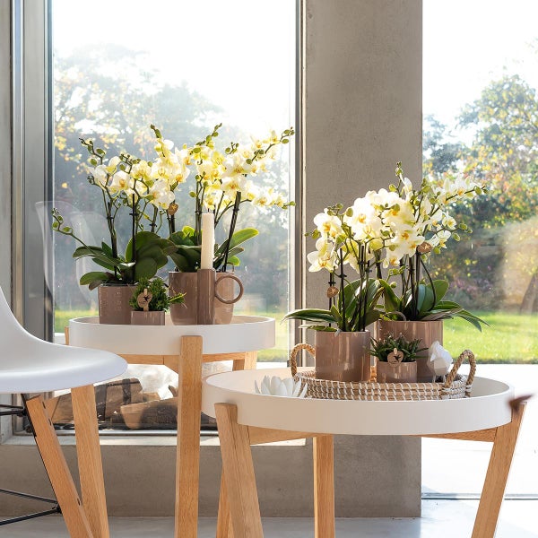 Kolibri Orchids Weiße Phalaenopsis-Orchidee Lausanne Topfgröße 9cm Blühende Zimmerpflanze frisch vom Züchter