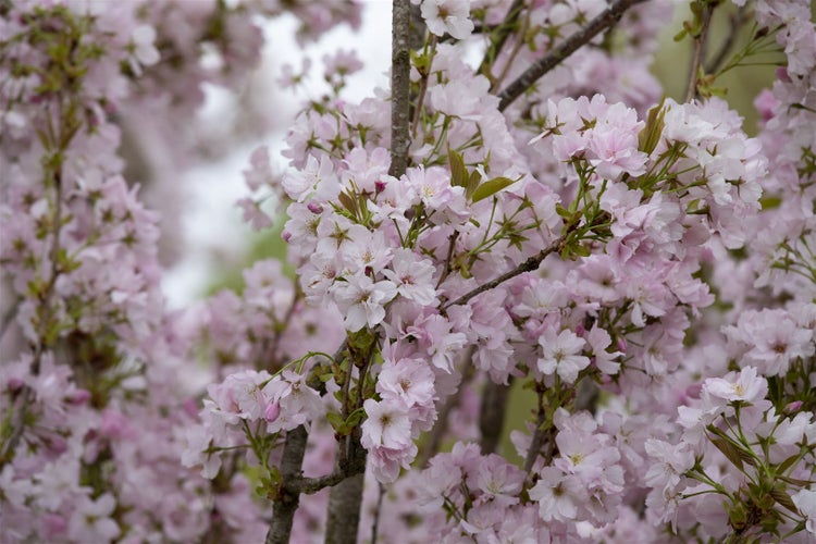 Prunus serrulata 'Amanogawa', Japanische Säulenkirsche, rosa, 100–150 cm