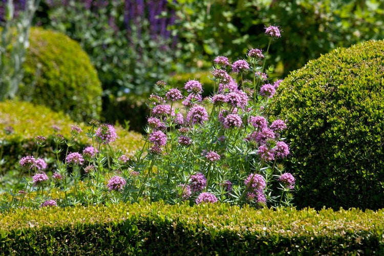 Gartenlandschaft mit blühenden Blumenbeeten und Buchsbaumhecken