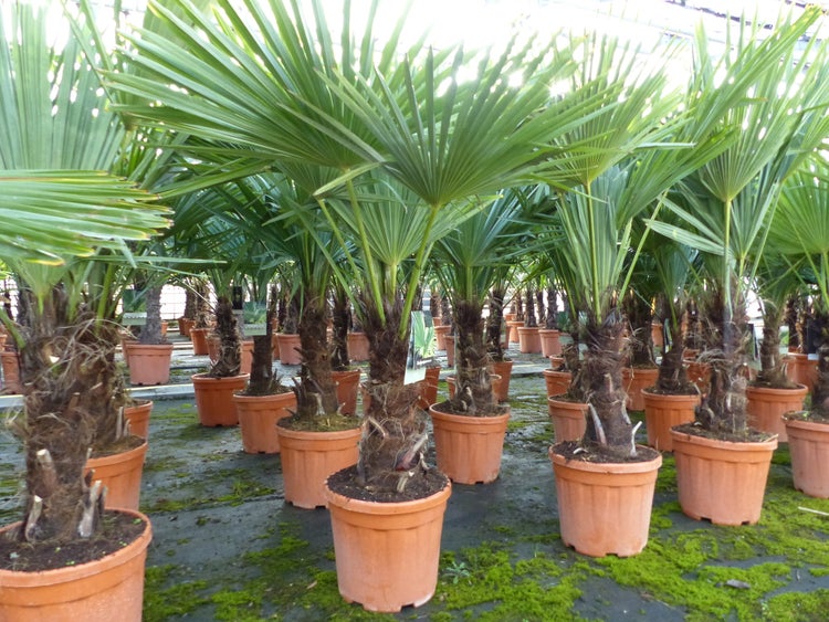 Palme XL 120-150 cm Trachycarpus fortunei, Hanfpalme, winterhart bis -18°C