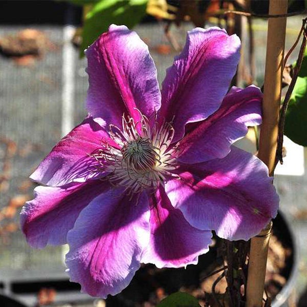 Nahaufnahme einer Clematisblüte