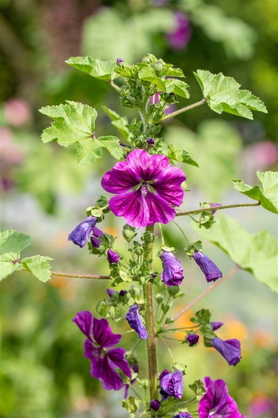 Malva sylvestris ssp. mauritiana, Malve, violett, ca. 11x11 cm Topf