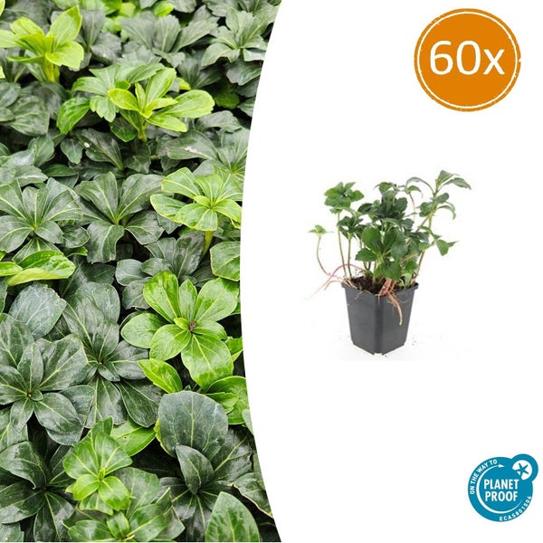 Bodendecker Schattengrün Pachysandra terminalis im Topf, 60 Stück, On the way to Planet Proof zertifiziert.