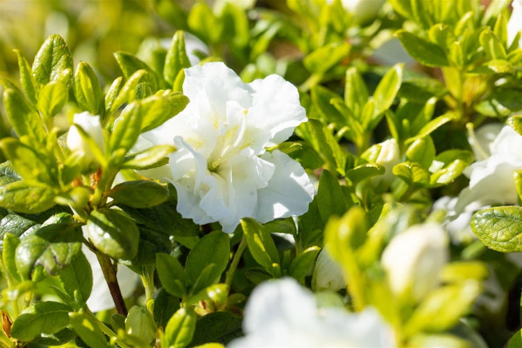 Nahaufnahme einer weißen Azaleenblüte mit grünen Blättern