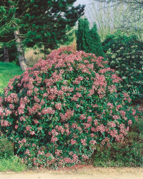 Viburnum tinus, Lorbeer-Schneeball, immergrün, 30–40 cm