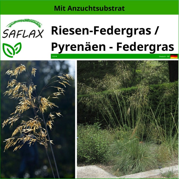 SAFLAX  - Riesen-Federgras / Pyrenäen - Federgras - Stipa gigantea - 10 Samen - Mit keimfreiem Anzuchtsubstrat