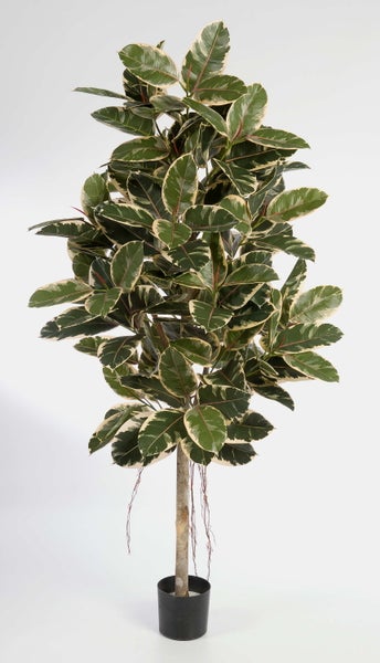 Künstlicher Gummibaum Ficus elastica mit panaschierten Blättern im schwarzen Kunststofftopf.