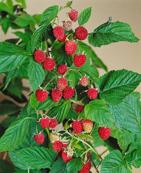Rubus idaeus 'Willamette', Himbeere, rot, 30–40 cm