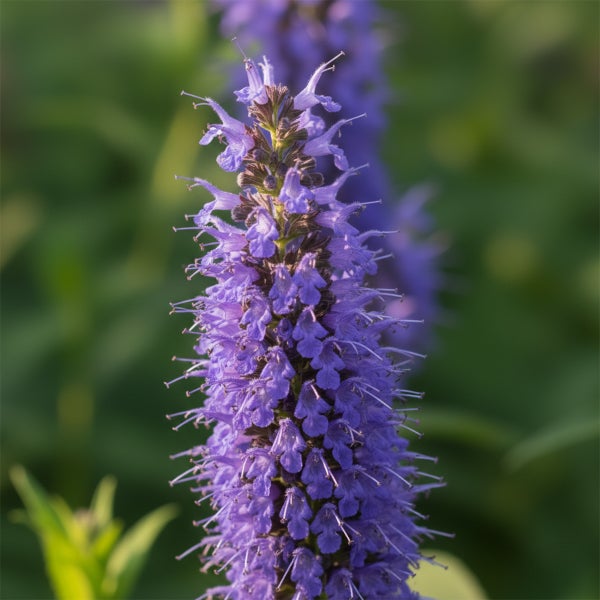 Nahaufnahme eines violetten Blütenstands der Duftnessel Agastache.