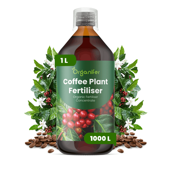 Organifer Kaffeepflanzendünger, Ein-Liter-Flasche mit organischem Düngerkonzentrat für bis zu tausend Liter Gießwasser.