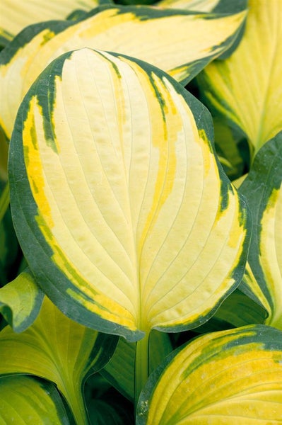 Hosta x fortunei 'Orange Marmalade', Funkie, grün-gelb, ca. 9x9 cm Topf