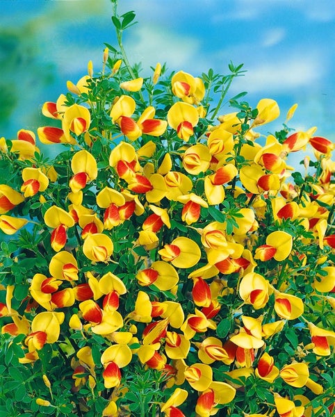 Cytisus scoparius 'Firefly', Besenginster, leuchtend gelb-rot, 30–40 cm