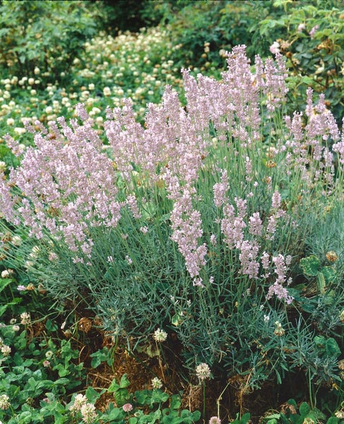 Lavandula angustifolia 'Rosea', Lavendel, rosa Blüten, ca. 9x9 cm Topf