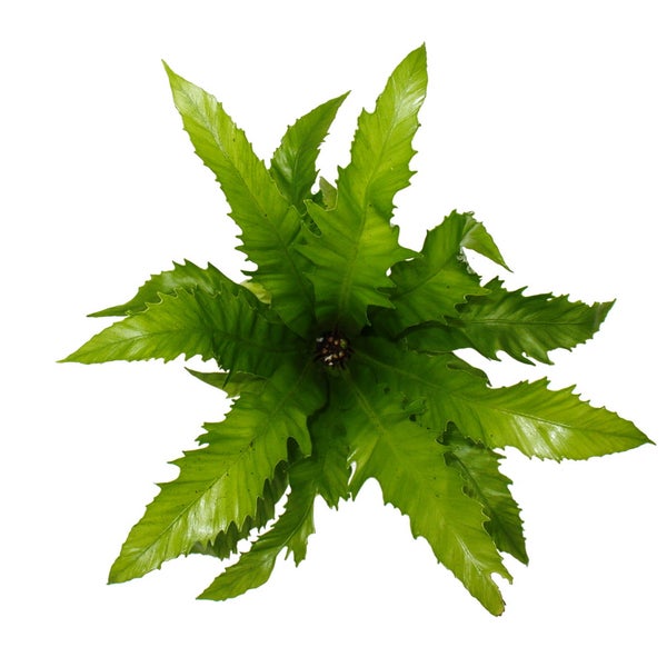 Asplenium nidus Gioia besondere Farn-Sorten fürs Zimmer Nestfarn 12cm Topf ca. 25cm hoch Gioia