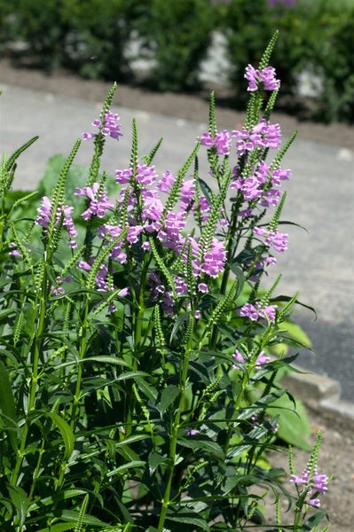 Physostegia virginiana 'Rosea', Rosa Gelenkblume, ca. 9x9 cm Topf