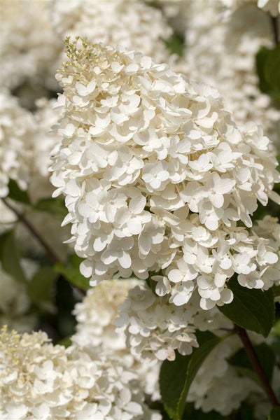 Hydrangea paniculata 'Silver Dollar', Rispenhortensie, weiß, 40–60 cm