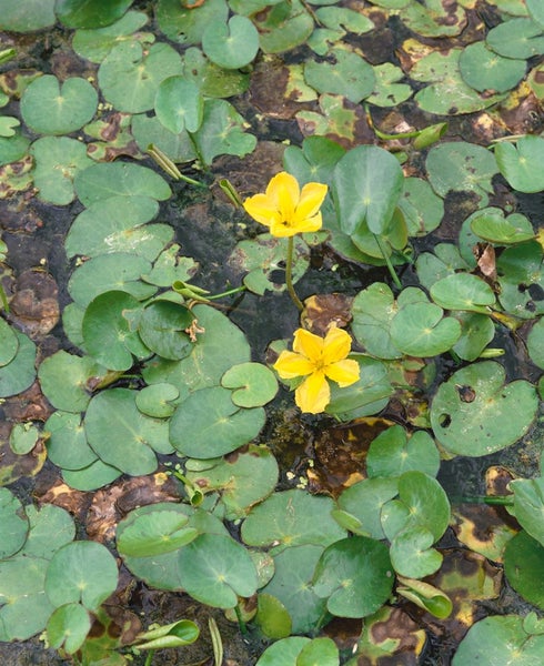 Nymphoides peltata, Seekanne, gelb, ca. 9x9 cm Topf