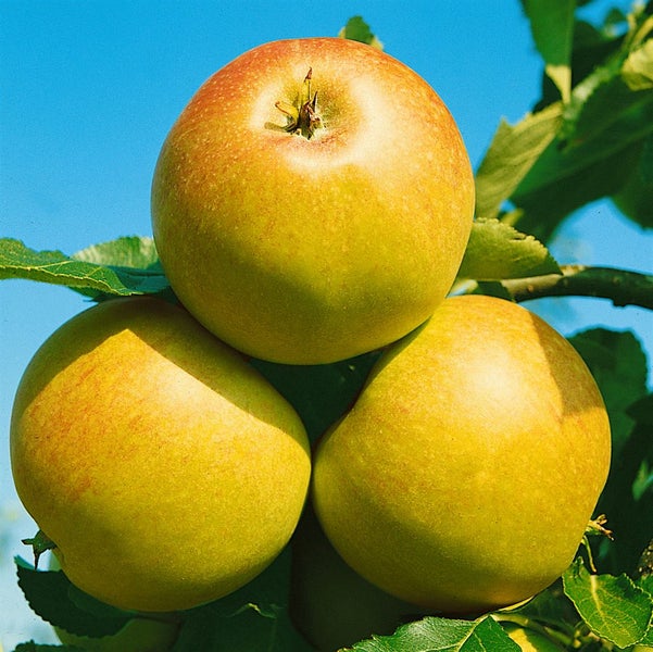 Malus 'James Grieve', Apfelbaum, 150–200 cm, saftig-süß